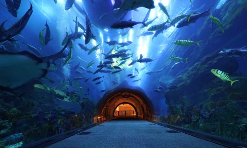 8531_dubai_aquarium_underwater_zoo-original1614001793