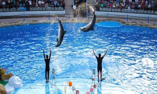 Dolphin Show